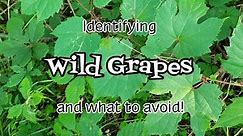 Identifying Wild Grapes