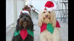 New Funny Pictures - Dog : Merry Christmas and Happy New Year