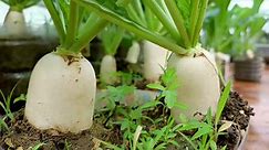 How to grow White Icicle Radish on the terrace, big and long #gardening #garden #fyp #growingup #plant #reels #lifestyle | Garden of life club
