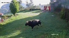The Majestic Power: Indian Gaur
