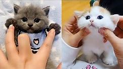 Baby Cats - Cute and Funny Cat Videos Compilation #animals | cute Animals
