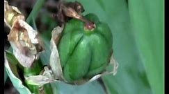 What an Iris seed pod looks like.