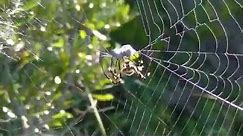 Garden Spiders Attacking Prey