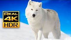 Majestic Winter Wildlife in 4K HDR 🐺❄️Arctic Wolves, Foxes and More | Relax Music 4K TV Screensaver