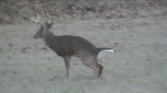 Whitetail Buck Breeding a Doe in Yazoo County, Mississippi