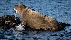 Walrus detectives wanted: Pitch in and preserve the future of walruses