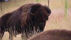 APR and cattlemen discuss bison and cattle grazing