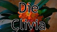 Das Pflanzprofil der Clivia