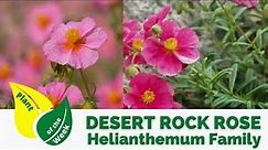 Desert Rock Rose | Helianthemum Family | Evergreen Shrub