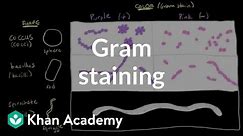 Bacterial characteristics - Gram staining | Cells | MCAT | Khan Academy