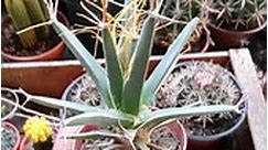 Este cactus (si es un cactus!!) se llama Leuchtenbergia principis. Comunmente llamado cactus agave, es endémico de México. Si a alguno le interesa esta espectacular especie, tengo plantas disponibles! #agave #cactus #cactusargentina #cactuslove #cactuscollector #ventaonline #ventadeplantas #ventadecactus #ventadesuculentas #succulents #succulent #succulove #succulover #succulovers #suculentas #suculents #cacti #cacticacti #cactilove #cactusmania #cactusmagazine #cactuspremium #cactilover #cactus