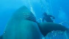 Footage of the 'biggest shark ever caught on film'