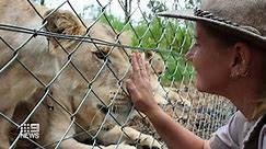 Keeper mauled by lions at NSW zoo