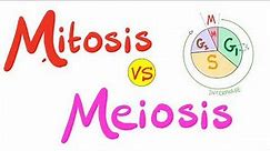 Mitosis vs Meiosis | Biology