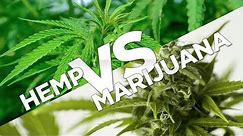 What’s the difference between hemp and marijuana?