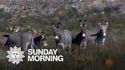 Nature: Wild burros of Texas