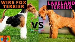 WIRE FOX TERRIER VS LAKELAND TERRIER (Breed Comparison) Which One Should You Choose?