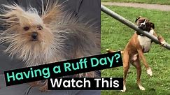 Top 30 Funniest Dogs! 😂