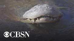 Alligators freeze in swamp with noses above ice