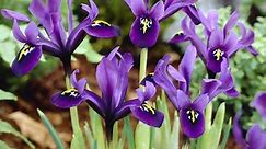 George Mini Iris Bulbs, Iris histrioides George, Specie Iris | High Country Gardens
