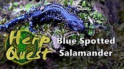 Blue Spotted Salamander - Herp Quest #1 (Herpetology Education)