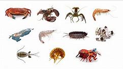 Types Of Crustaceans | Crustacean Group Animals #Crustaceans #Crustacean