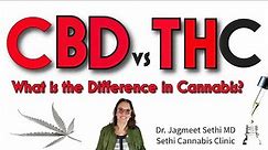 Compare CBD vs THC in Cannabis What is the Difference? Doctor Explains About Medical Cannabis