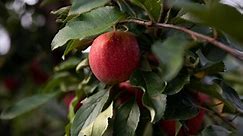Supply chain issues impact apple farmers