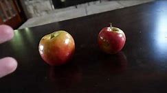 big apple vs small apple