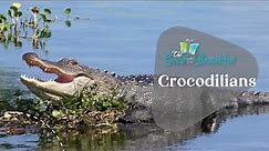Crocodilians | Reptiles, Amphibians, and Fish | The Good and the Beautiful