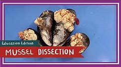 Mussel (& Barnacle) Dissection || Of the Crow-Blue Mussel Shells [EDU]