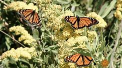 Nature: Migrating monarchs