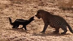 Predator vs. prey: Injured honey badger fights off leopard attack