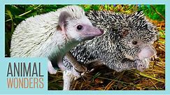 Are Hedgehogs Related To Porcupines?
