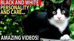 All About Black and White Cats: Personality and Care