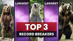 3 Worlds Largest Bears In Each Species