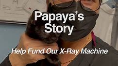 Papaya's Story - Help Fund Our X-Ray Machine!