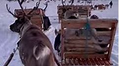 Home in the horizon 🦌 Sledding... - Tromsø Arctic Reindeer