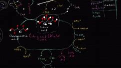 Overview of cellular respiration