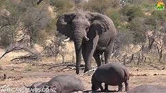 Elephant vs Hippo - who is the largest?