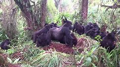 Silverback gorillas challenge each other as families were interacting