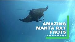 Manta Rays - Amazing Facts