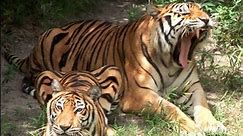Liger + Tiger + Lion = BIG CAT RESCUE!