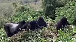 3 days gorilla trekking uganda 🇺🇬. Certainly! Here are some interesting facts about gorillas:Great Apes: Gorillas are the largest primates and are closely related to humans. They are part of the Hominidae family, along with humans, chimpanzees, and orangutans.Species: There are two species of gorillas - the Eastern Gorilla (Gorilla beringei) and the Western Gorilla (Gorilla gorilla) - each further divided into subspecies.Size: Adult male gorillas, known as silverbacks, can weigh up to 400 poun