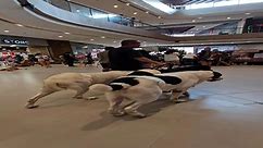 Owner gives his big Alabai dogs desensitisation training by walking them through busy shopping mall