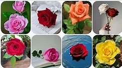 Rose images and Flower Wallpaper Photo for whatsapp dp pic | flower photo