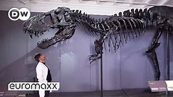 One Of The Best-Preserved T-Rex Skeletons In The World | Moving 66 million year old "Tristan Otto"