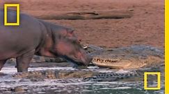Hippo Licks Croc | National Geographic
