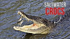 Exploring the Australian Saltwater Crocodile | Into the Wild with Animalia
