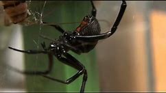 Western Black Widow Spider in Action (Latrodectus Hesperus)